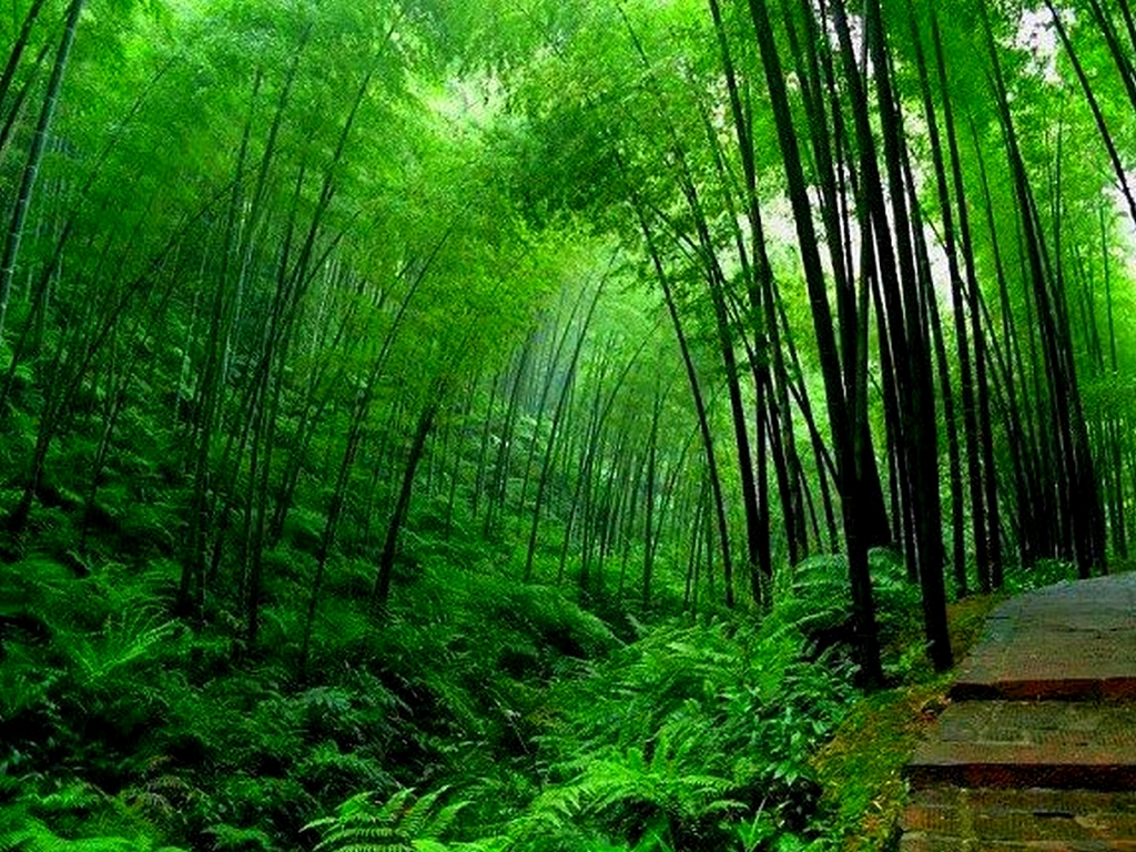 Gambar Ilustrasi Hutan Bambu Hilustrasi